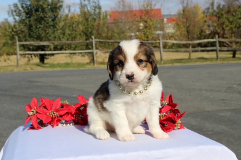 puppy, for, sale, Mini Bernedoodle F2, Matthew B. Stoltzfus, dog, breeder, Gap, PA, dog-breeder, puppy-for-sale, forsale, nearby, find, puppyfind, locator, puppylocator, aca